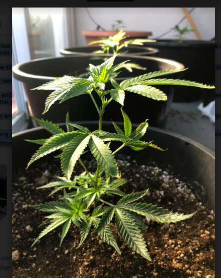 Young Cannabis plants